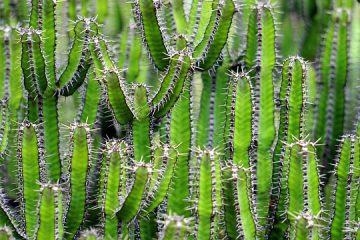 Identification des plantes de la maison Succulente