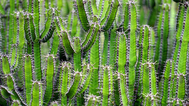 Identification des plantes de la maison Succulente