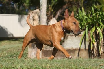 Instructions sur la coupe des ongles du chien