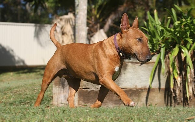 Instructions sur la coupe des ongles du chien