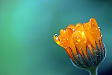 La fleur de souci est-elle une annuelle ou une vivace ?