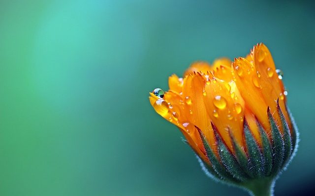 La fleur de souci est-elle une annuelle ou une vivace ?