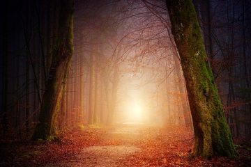 Les arbres qui perdent leurs feuilles en hiver