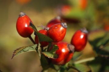 Les bienfaits du thé à l'églantier