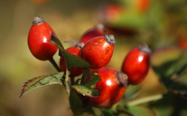 Les bienfaits du thé à l'églantier