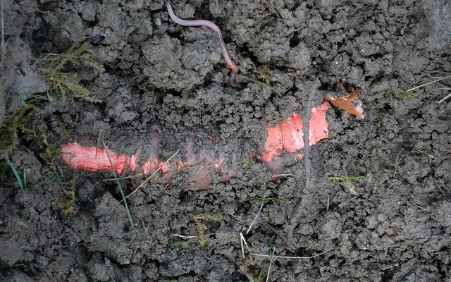 Les racines des noyer poussent-elles vers le bas ou vers l'extérieur ?