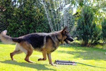 Les signes qu'un chien est prêt à mettre bas