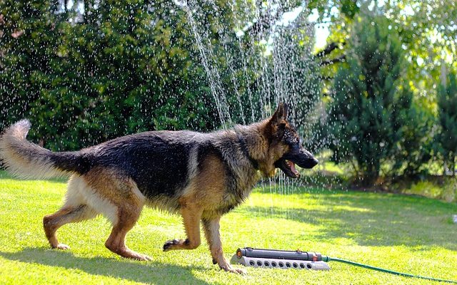 Les signes qu'un chien est prêt à mettre bas