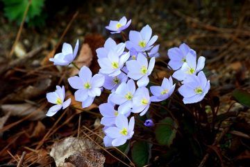 Parties d'une fleur pour enfants