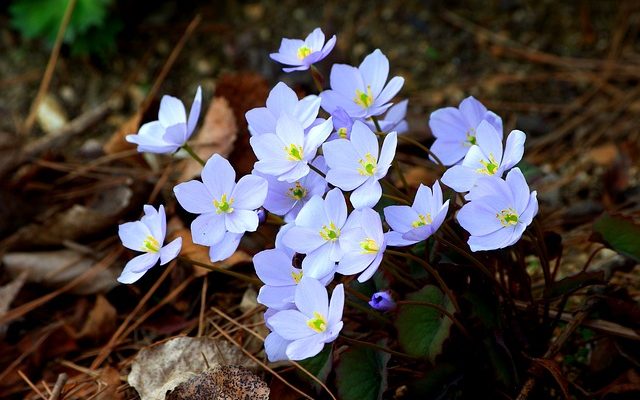 Parties d'une fleur pour enfants