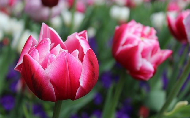 Plantes pour un lit de jardin peu profond