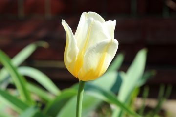 Plantes qui pousseront dans les sols rocheux