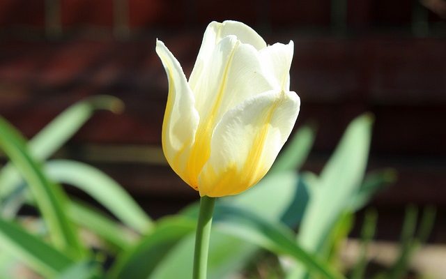 Plantes qui pousseront dans les sols rocheux