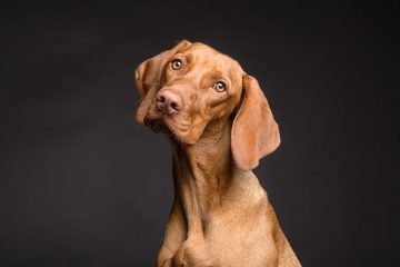 Qu'est-ce qui pousse un chien de 14 ans à trembler ?