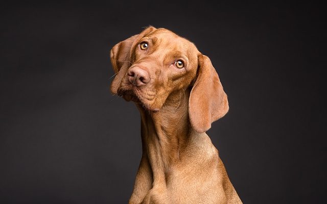 Qu'est-ce qui pousse un chien de 14 ans à trembler ?