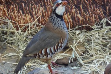 Qu'est-ce qu'une perdrix mange ?