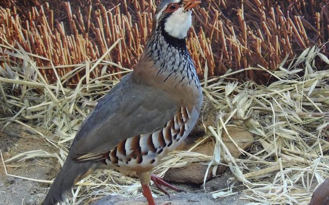 Qu'est-ce qu'une perdrix mange ?