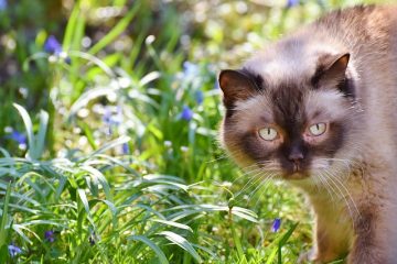 Saisies chez les vieux chats