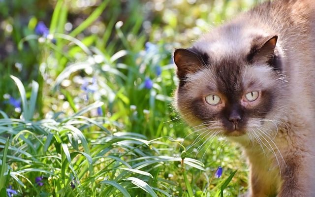 Saisies chez les vieux chats