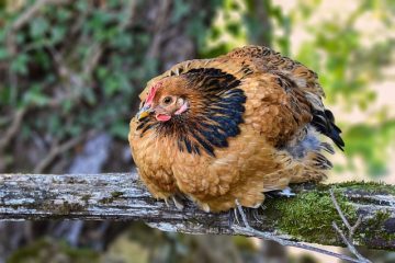 Signes d'une poulie de renvoi défectueuse