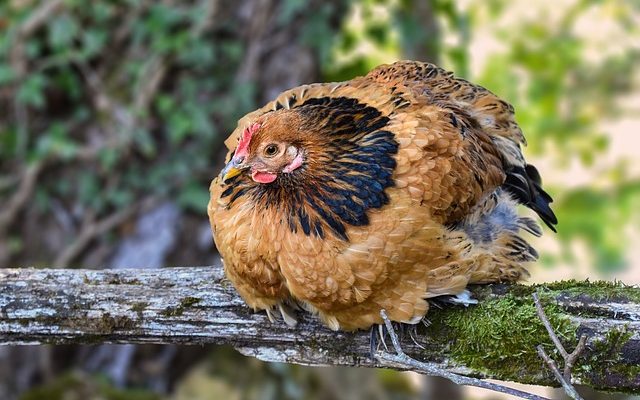 Signes d'une poulie de renvoi défectueuse