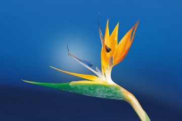 Strelitzia soin des plantes