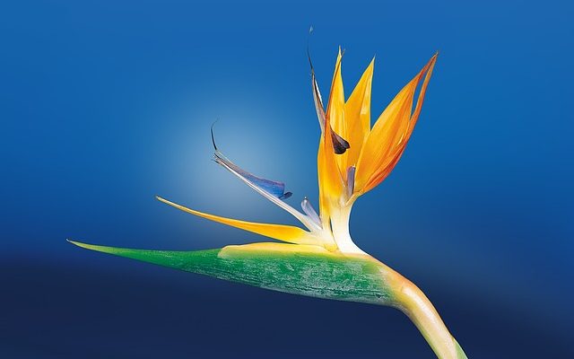 Strelitzia soin des plantes