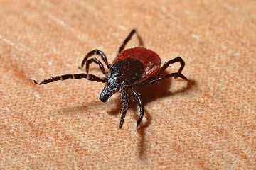 Symptômes de la maladie de lyme équine