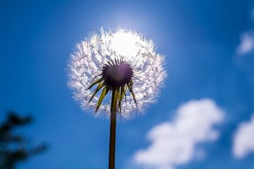 Taille du grain de pollen Faits sur la taille du grain de pollen