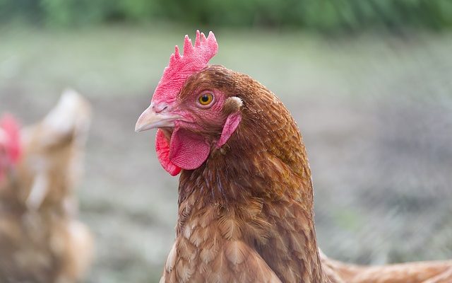 Types de poulets pondant des œufs