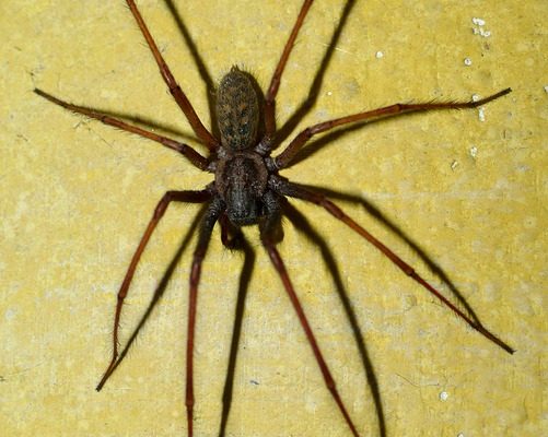 Araignées communes aux pattes rouges