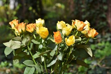 Arbres à fleurs roses