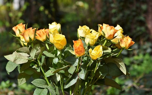 Arbres à fleurs roses