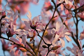 Arbres à floraison printanière pourpre