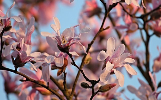 Arbres à floraison printanière pourpre