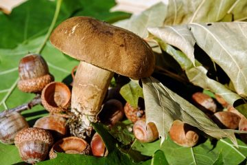 Champignon sur frênes