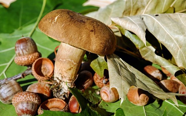 Champignon sur frênes