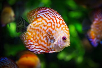 Comment changer l'eau dans un réservoir de poissons tropicaux