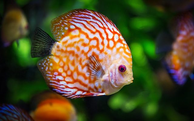 Comment changer l'eau dans un réservoir de poissons tropicaux