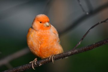 Comment dire le sexe d'un canari