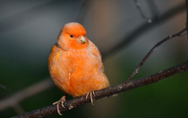 Comment dire le sexe d'un canari