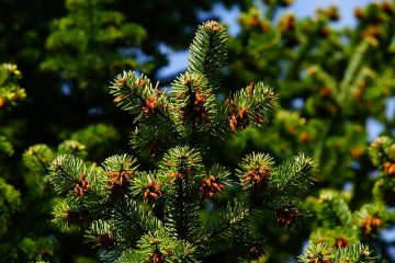 Comment élaguer les sapins