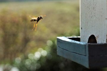 Comment empêcher les guêpes de s'approcher d'une piscine