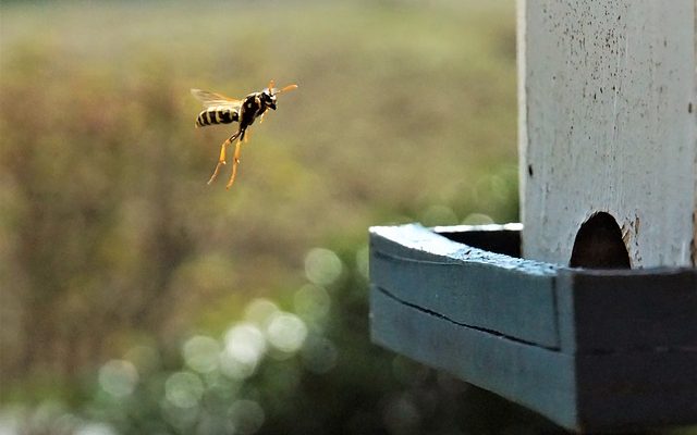 Comment empêcher les guêpes de s'approcher d'une piscine