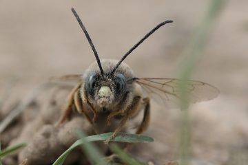 Comment enlever le coulis de ciment des pavés à l'acide muratique