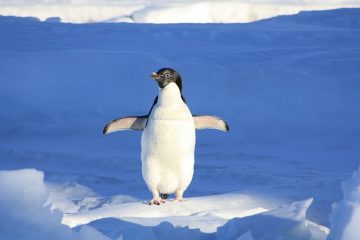 Comment fabriquer un pingouin en argile