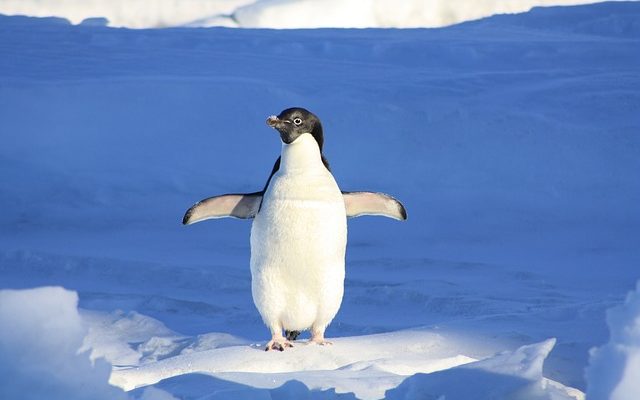 Comment fabriquer un pingouin en argile