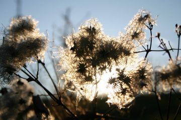 Comment façonner une haie de troène envahi par la végétation