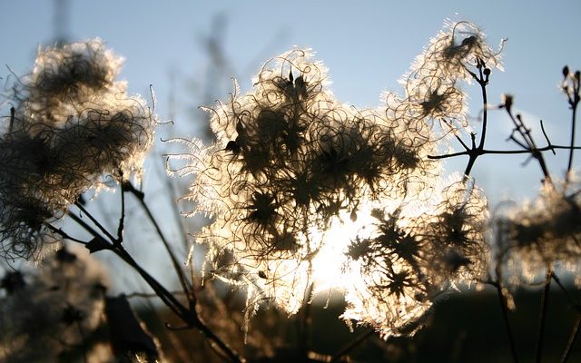 Comment façonner une haie de troène envahi par la végétation