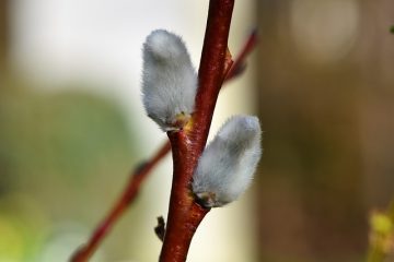 Comment faire une clôture en saule vivante